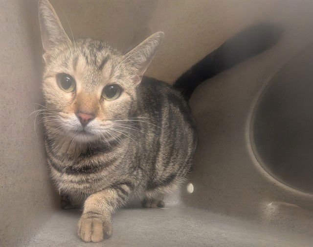 A549360 - Domestic Short Hair available for adoption