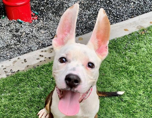 CHLOE - Bull Terrier available for adoption