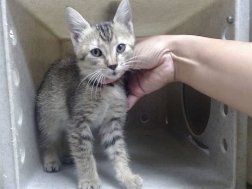 A551390 - Domestic Short Hair available for adoption