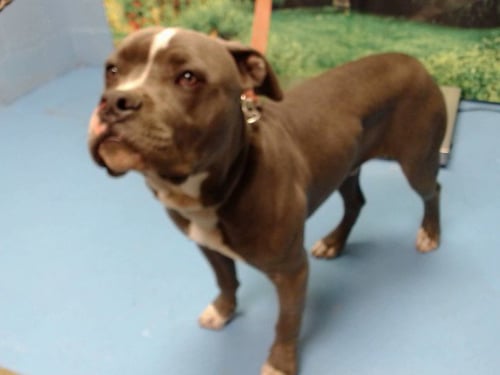 BERNARDO - Pit Bull Terrier available for adoption