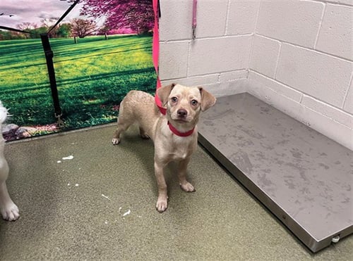 A549891 - Chihuahua available for adoption