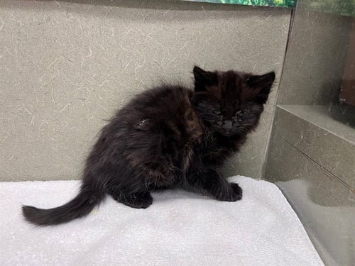 A550924 - Domestic Medium Hair available for adoption