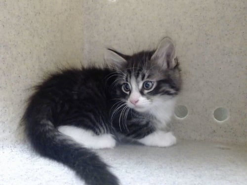 A552620 - Domestic Long Hair available for adoption