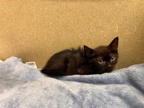 A554487 - Domestic Short Hair available for adoption