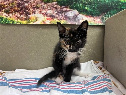 A551107 - Domestic Short Hair available for adoption