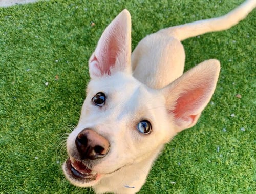 MUSTER - American Eskimo Dog available for adoption