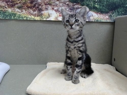A554383 - Domestic Short Hair available for adoption