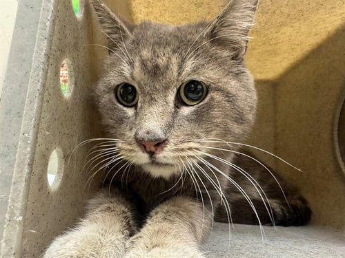 A549760 - Domestic Short Hair available for adoption