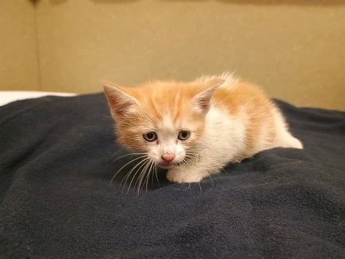 A551145 - Domestic Short Hair available for adoption