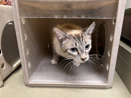BRIDGET - Domestic Short Hair available for adoption