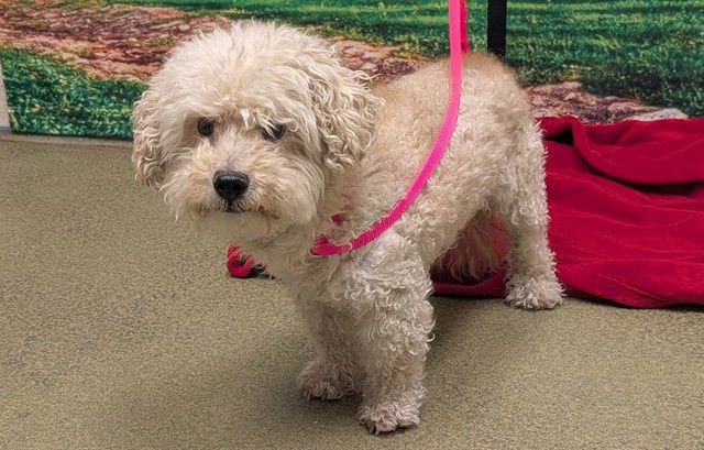 A548869 - Poodle (Toy) / Bichon Frise available for adoption