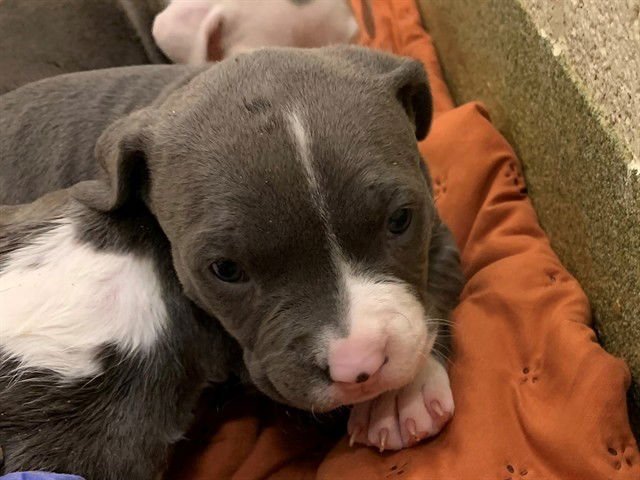 CHIME - Pit Bull Terrier available for adoption