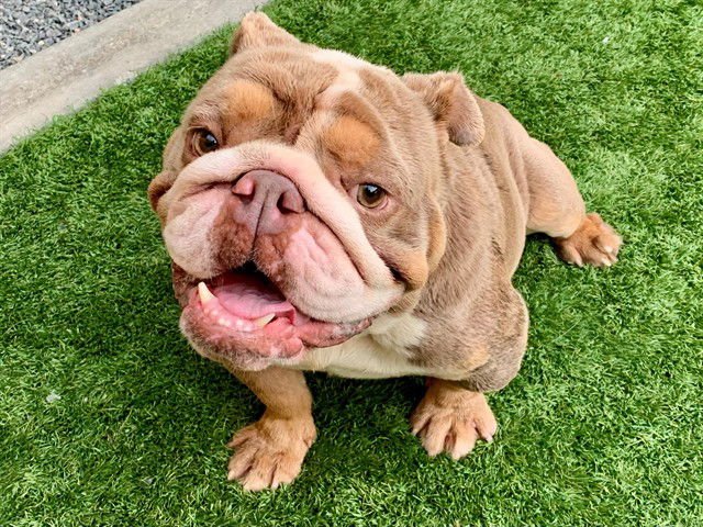 OCHO - Bulldog available for adoption