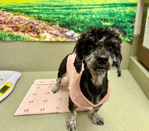 A552500 - Poodle (Miniature) available for adoption