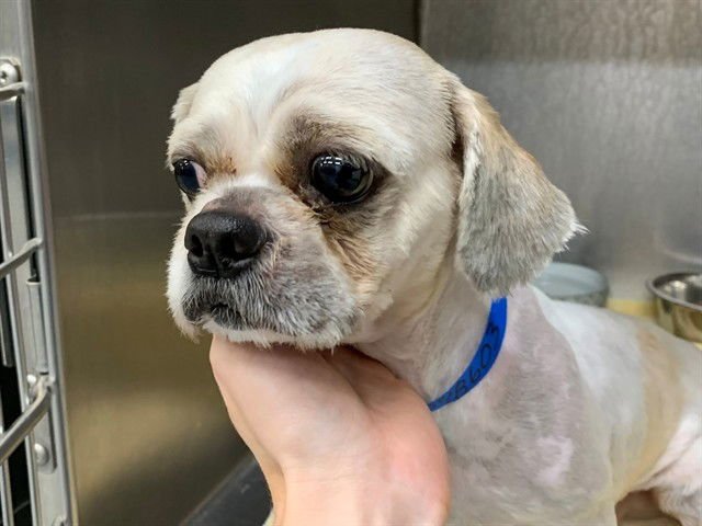 EGGBERT - Shih Tzu available for adoption