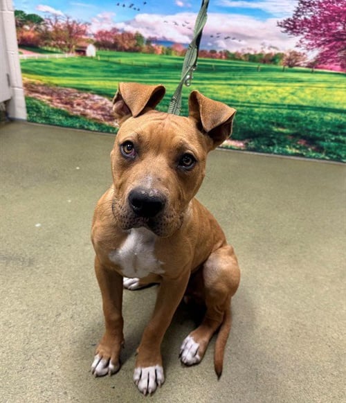 PACKERS - Pit Bull Terrier available for adoption