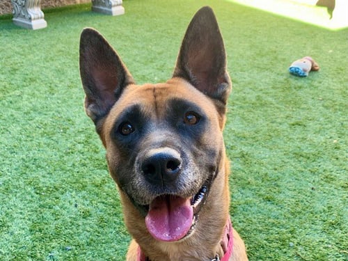 MANDALA - Belgian Shepherd Malinois available for adoption