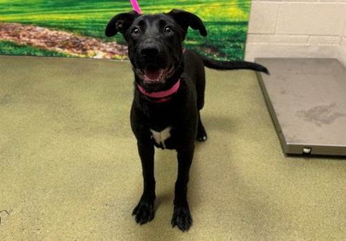 HARLEY - Labrador Retriever available for adoption