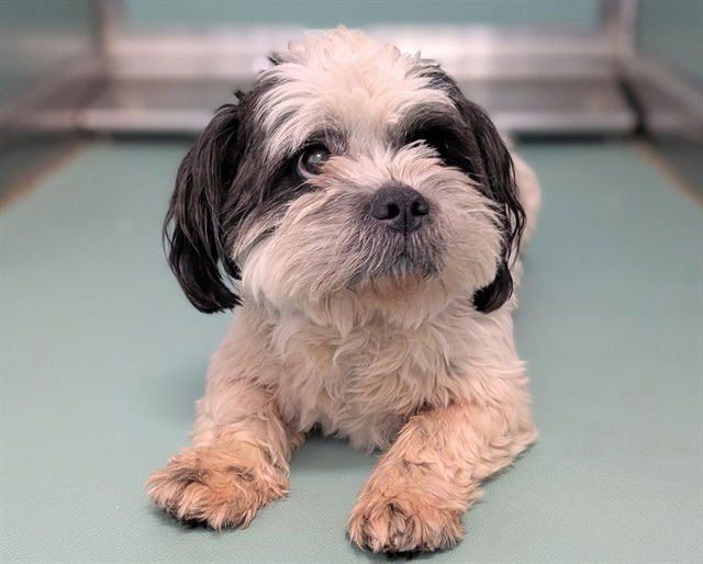 A548299 - Shih Tzu available for adoption