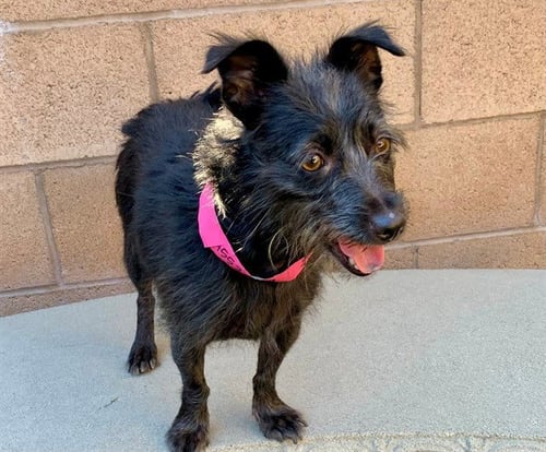 ANGEL - Terrier available for adoption