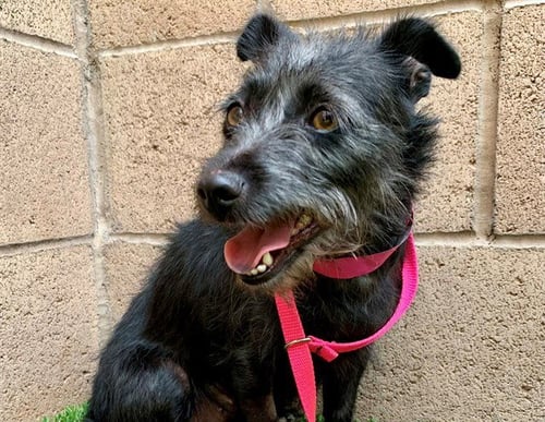 ANGEL - Terrier available for adoption