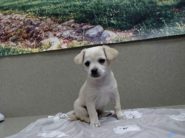A549735 - Chihuahua available for adoption