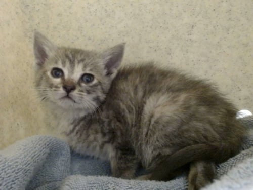 A550104 - Domestic Short Hair available for adoption