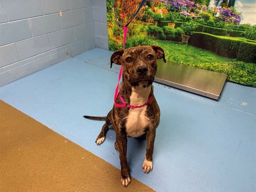JUSTINE - Pit Bull Terrier available for adoption