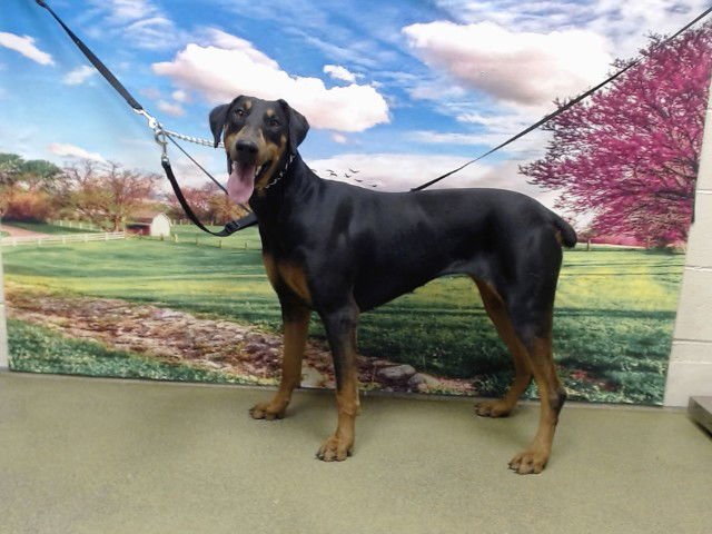 ELLIE - Doberman Pinscher available for adoption