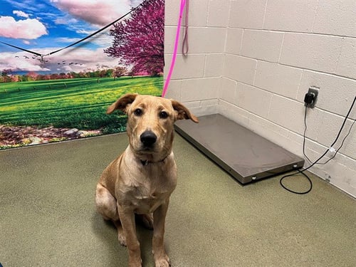DALA - Labrador Retriever available for adoption