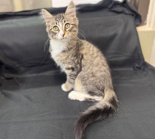 A554365 - Domestic Long Hair available for adoption