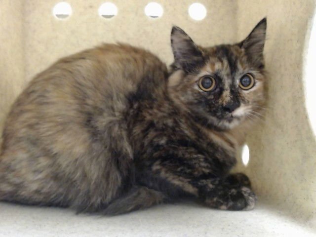 A548646 - Domestic Medium Hair available for adoption