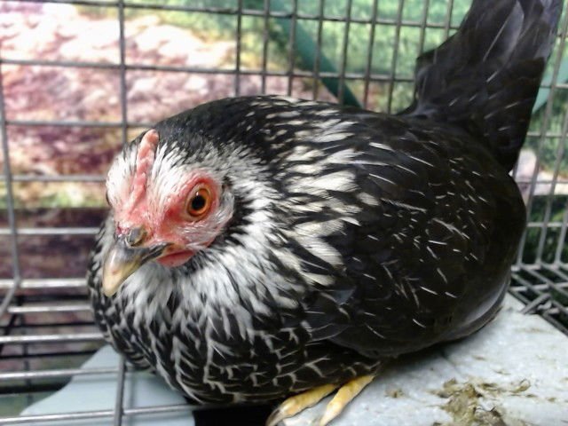 A548614 - Chicken available for adoption