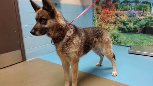 A549875 - German Shepherd Dog available for adoption