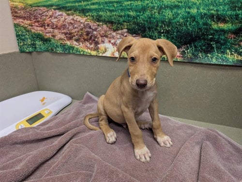 A554080 - Labrador Retriever available for adoption