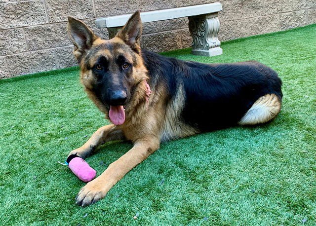 JUPITER - German Shepherd Dog available for adoption