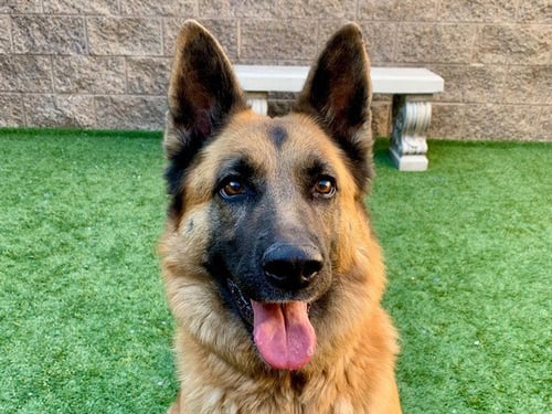 PENNY - German Shepherd Dog available for adoption
