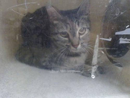 A551328 - Domestic Short Hair available for adoption