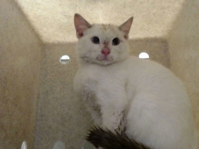 A549107 - Domestic Short Hair available for adoption