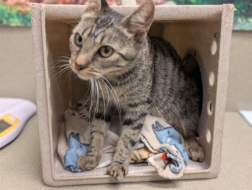 A554707 - Domestic Short Hair available for adoption