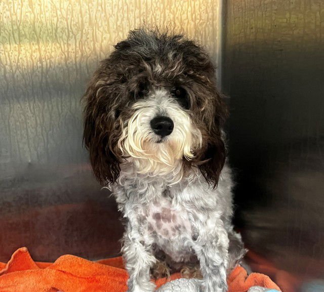 A549020 - Poodle (Miniature) available for adoption