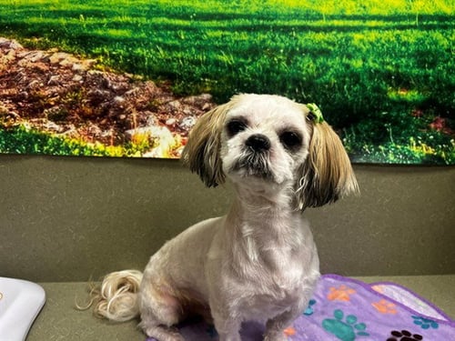 DANIEL - Shih Tzu available for adoption