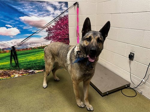 TRAVIESO - German Shepherd Dog available for adoption