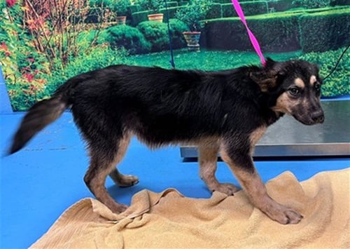 CARLA - German Shepherd Dog available for adoption