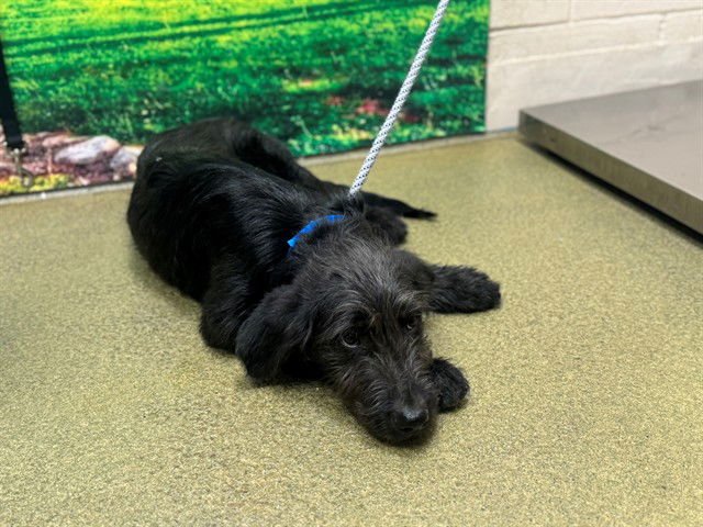 A548818 - Irish Wolfhound available for adoption