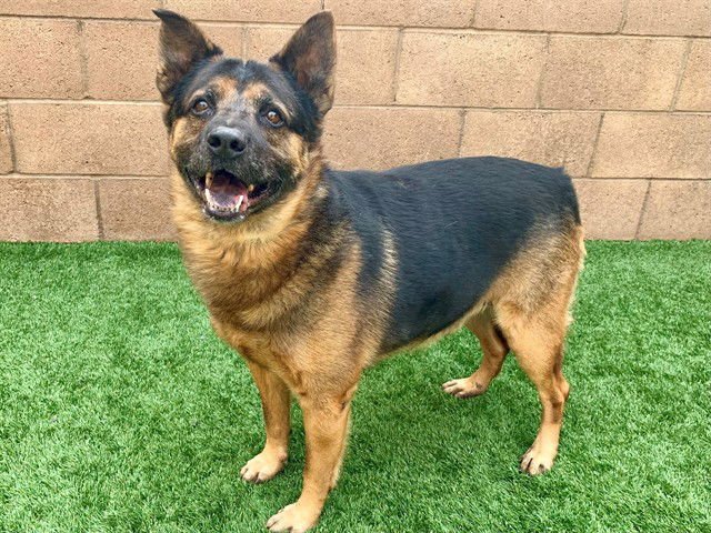 BARTLEBY - Australian Cattle Dog/Blue Heeler available for adoption