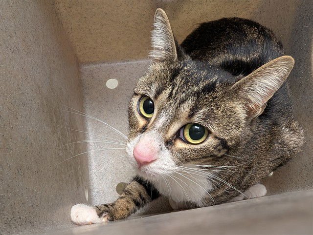 A549118 - Domestic Short Hair available for adoption