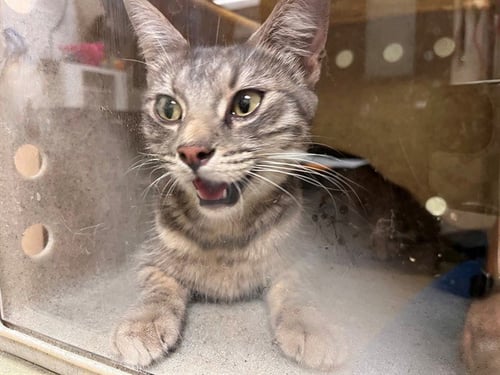 A553901 - Domestic Short Hair available for adoption