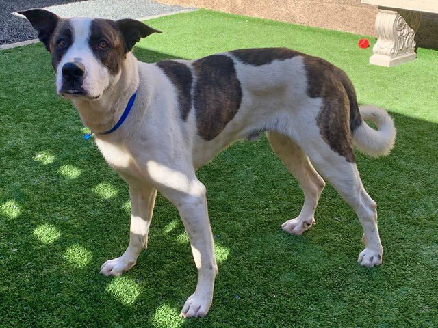 SYLVESTER - Akita / Pit Bull Terrier available for adoption