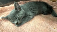 CALYPSO - Photo 1
